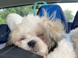Two dogs to rehome