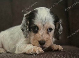 Show type cocker spaniel
