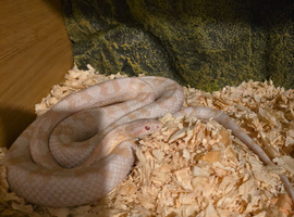 3 corn snakes and vivs