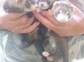 Beautiful kits for sale