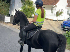 Black hackney mare