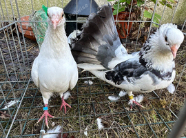 Pair off fantails