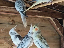 Young cockatiels