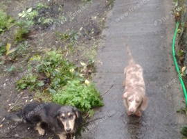 Two long Haired dachund pups for sale