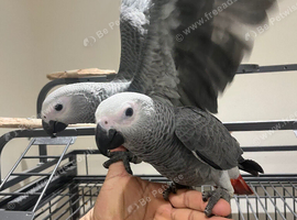 Male Baby Tame HandReared African Grey Parrot