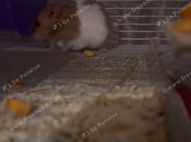 Syrian hamster looking for a good home