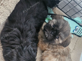 Shihtzu puppys