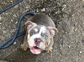 READY NOW 14 week old English Bulldogs last 2