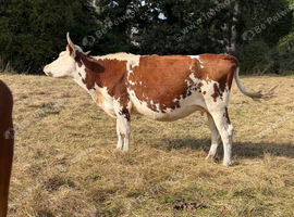 Hereford x cow with heifer calf at foot and a hereford x Heifer