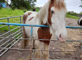 For a 13 Yr old gelding
