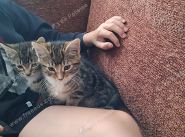 2 adorable kittens looking for new home
