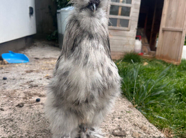 Silkie cockerel free to good home