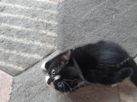 Kitten