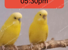 1 pair of budgies