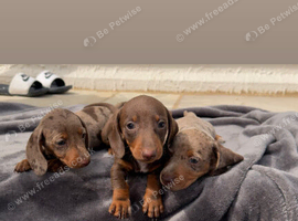 Minature dachshund puppies