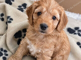 Cockapoo girls