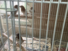 Bengalese finches for sale