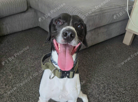Jack Russell cross collie