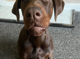 Rocco