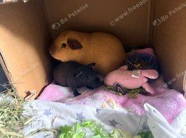 Californian choc pointed piggie
