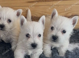 Beautiful west highland terrier puppies for sale
