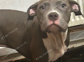 Standard bully 6mnths only &pound;350