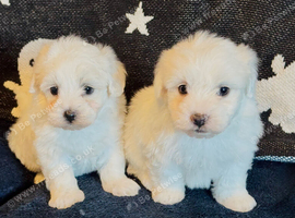 Beautiful Maltese puppies