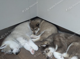 Siberian Husky Puppies