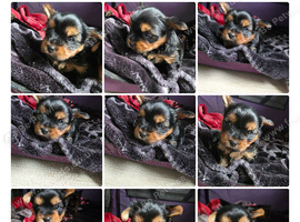 Adorable Yorkshire Terrier puppies.