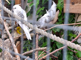 12 week old white face pieds and albino cockatiels far sale