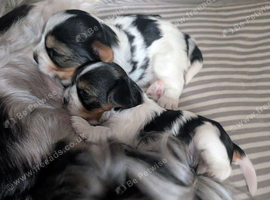 Pure Biewers Terriers boys