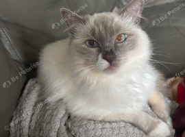 Ragdoll 1 yr