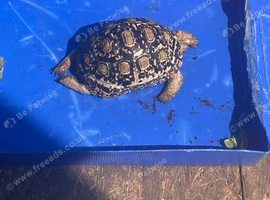 Leopard tortoise