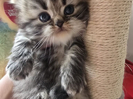 Georgious Girl Looking for a forever home