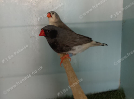 Triple black zebra finches