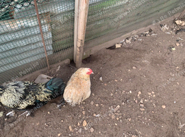 Pekin bantams