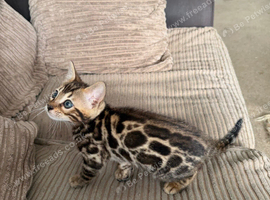 TICA bengal kittens available