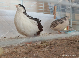 Group of  Tiny Button Quail 1 x Tuxedo Leopard Print Male and 3 x beautiful female all young birds &pound;38