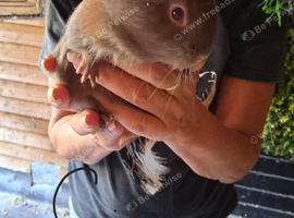 Baby guinea pigs
