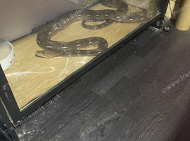 10foot reticulated python female