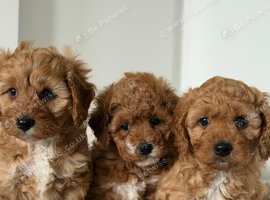 cavapoochon
