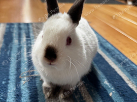 Netherland dwarfs