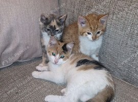 Kittens