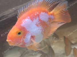 Parrot fish