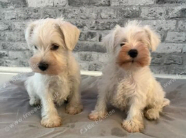 Miniature Schnauzer Puppies, Ready to Go.
