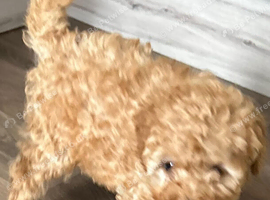 Kc red toy poodle puppies