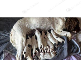 Seeking forever home