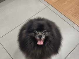 KC reg beautiful adult female pomeranian