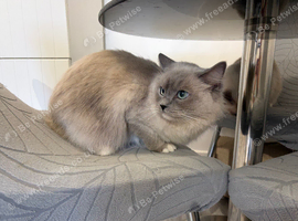 Beautiful female ragdoll cats