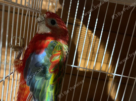 Rosella